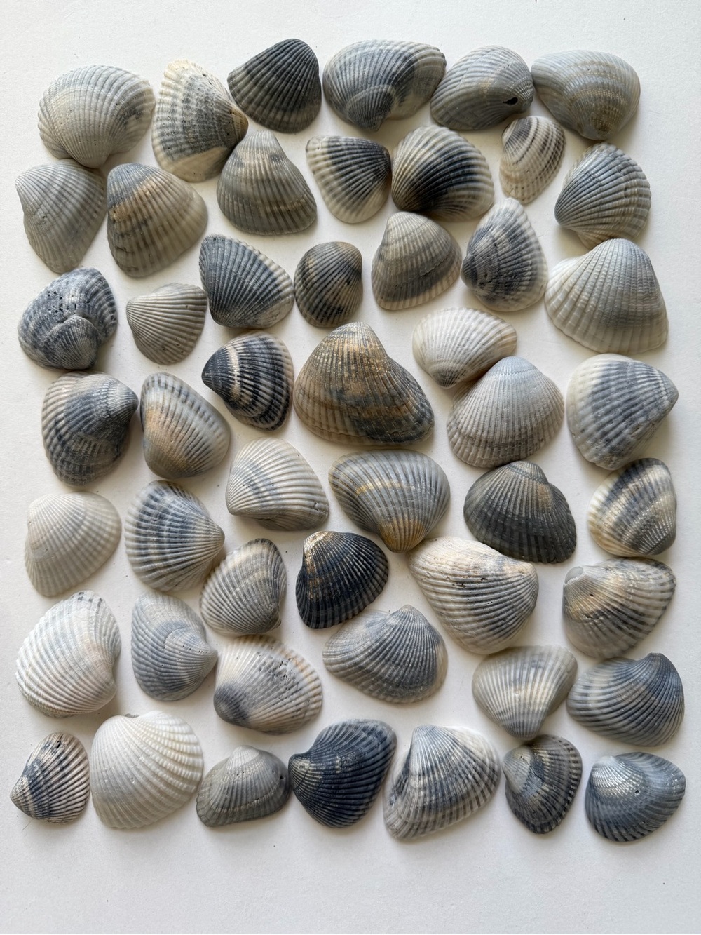 Seashells 50 Ark Clam Shells 1-1/2” to 2-3/8” Gray Tones Beach Arts Crafts Decor